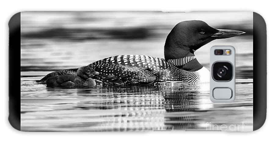 : Common Loon Galaxy Case featuring the photograph Loon Family in Black and White by Sandra Huston