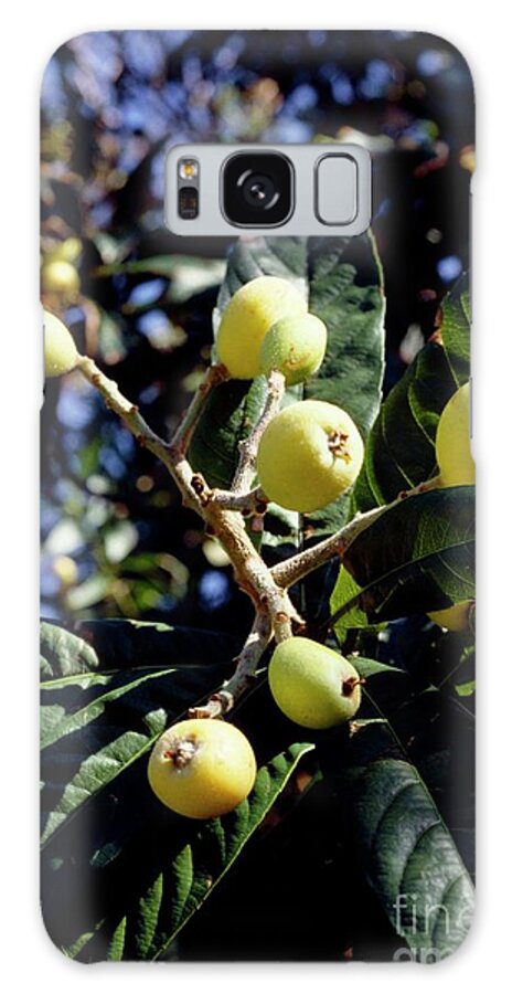 Biological Galaxy Case featuring the photograph Loquat Fruits by John H Pettigrew/science Photo Library