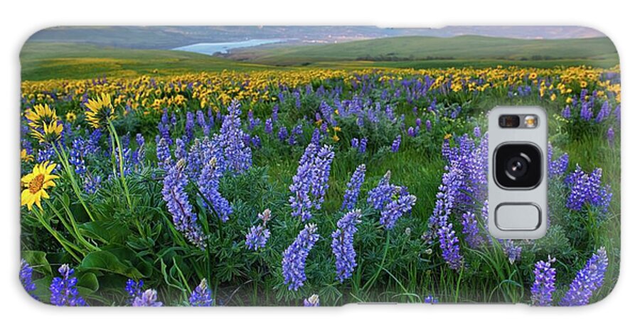 Lupines At Sunrise Galaxy Case featuring the photograph Lupines at sunrise by Lynn Hopwood