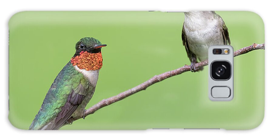 2019 Galaxy Case featuring the photograph Male And Female Ruby-throated Hummingbird by Cavan Images