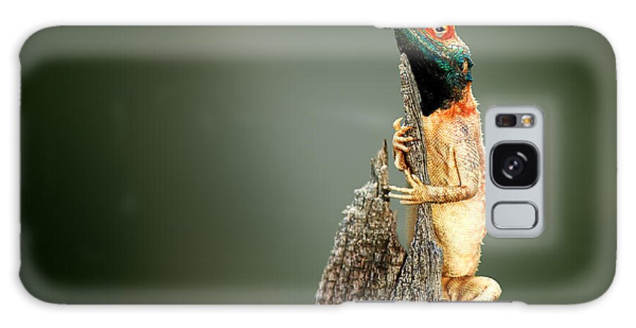 Sunbathing Galaxy Case featuring the photograph Male Ground Agama Agama Aculeata by Johan Swanepoel