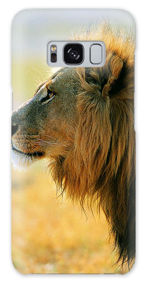 Botswana Galaxy Case featuring the photograph Male Lion Panthera Leo by Jeremy Woodhouse