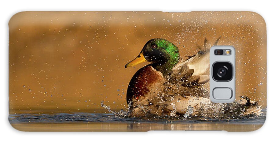 Kent Galaxy Case featuring the photograph Mallard Bathing by Andrew Sproule