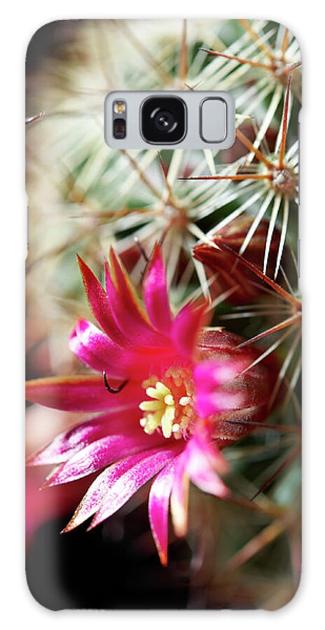 Mammillaria Cactus Galaxy Case featuring the photograph Mammillaria by Tanukiphoto
