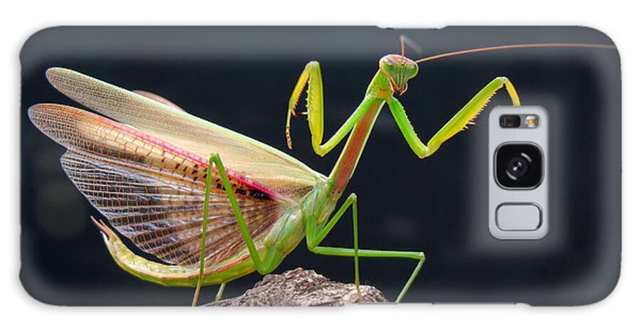 Insect Galaxy Case featuring the photograph Mantis by Adegsm