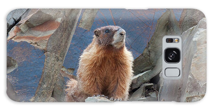 Colorado Galaxy Case featuring the photograph Marmot Lookout by Julia McHugh