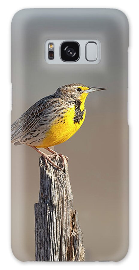 Meadowlarks Galaxy Case featuring the photograph Meadowlark on a post by Gary Langley