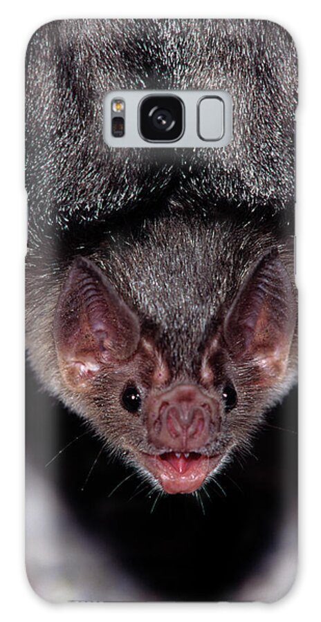 Animal Galaxy Case featuring the photograph Mexico, Sonora, Common Vampire Bat by Barry Mansell