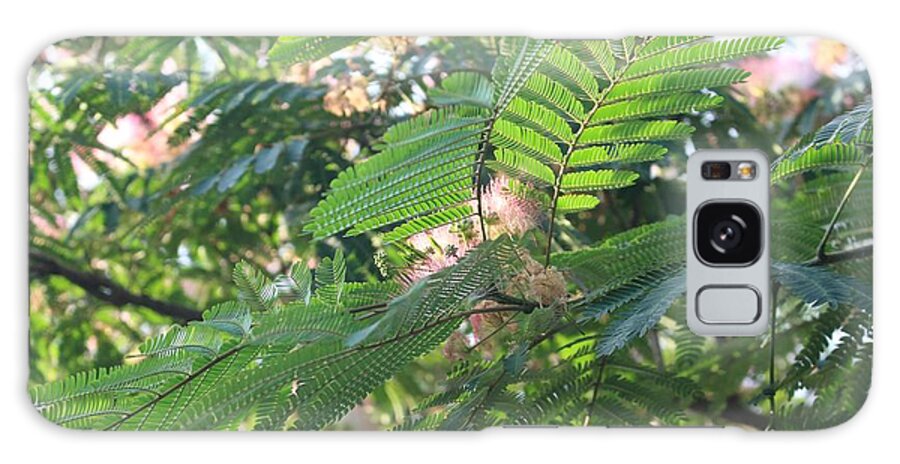 Mimosa Tree Galaxy Case featuring the photograph Mimosa Tree Blooms and Fronds by Christopher Lotito