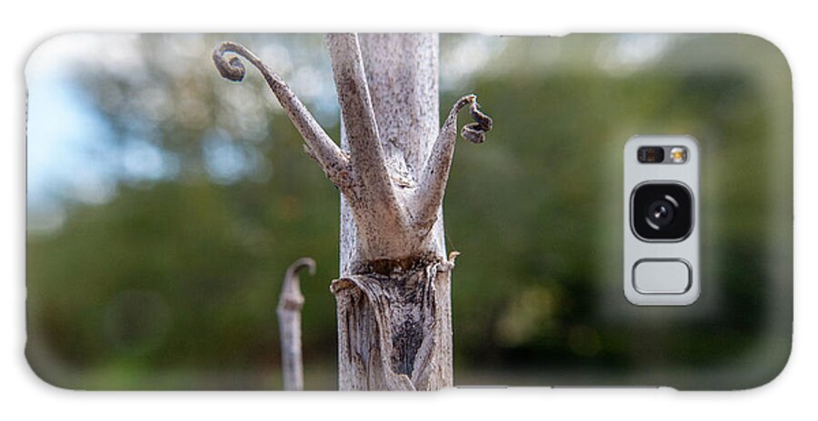 Tree Galaxy Case featuring the photograph Mister Stick Man by Ivars Vilums