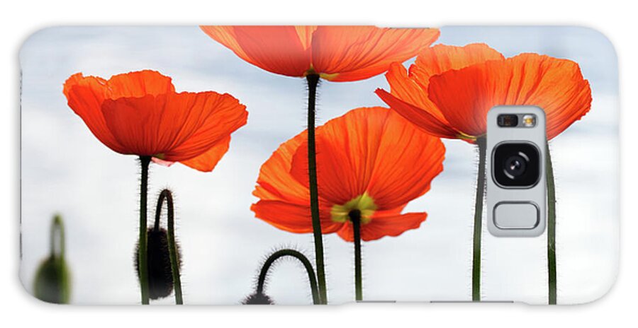Orange Color Galaxy Case featuring the photograph Mohn by Lucynakoch