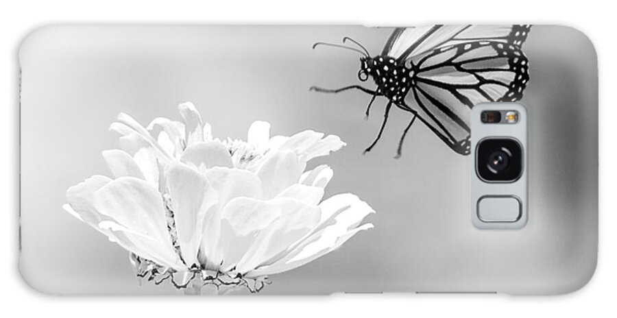 Ir Infra Red Infrared Monarch Landing Flying Flight Butterfly Butterflies Flower Flowers Floral Botany Botanical Outside Outdoors Nature Natural Insect Ma Mass Massachusetts U.s.a. Brian Hale Brianhalephoto Fine Art 720nm Galaxy S8 Case featuring the photograph Monarch in Infrared 6 by Brian Hale