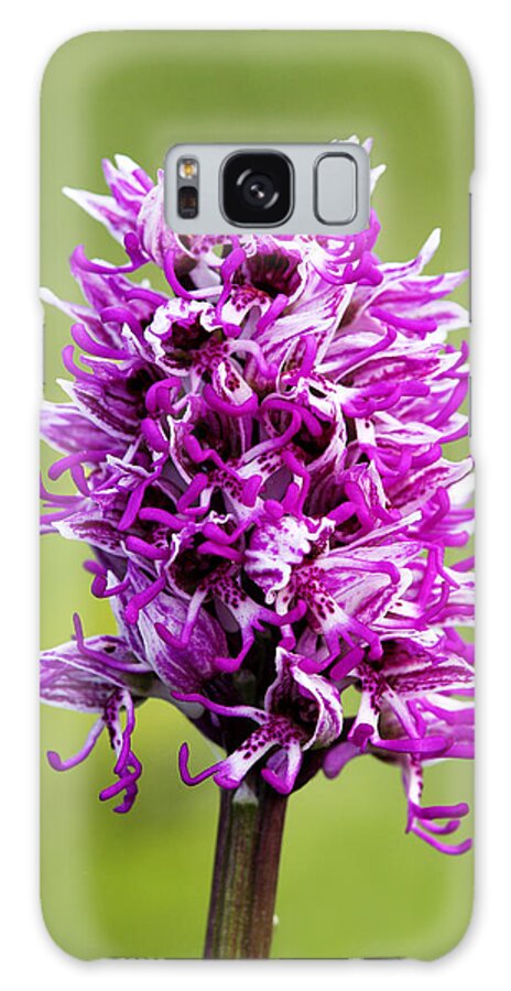 Kent Galaxy Case featuring the photograph Monkey Orchid, Orchis Simia, Spike by David Clapp