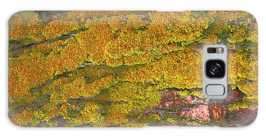 Mossy Wood 001 Galaxy Case featuring the photograph Mossy Wood 001 by Tina Lavoie