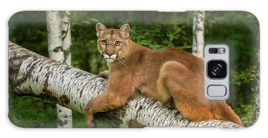 Cougar Galaxy Case featuring the photograph Mountain Lion On Forest Log by Galloimages Online