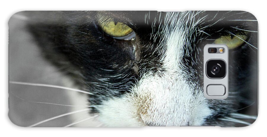 Cats Galaxy Case featuring the photograph Mr. Tom's Close-Up by Sandra Dalton