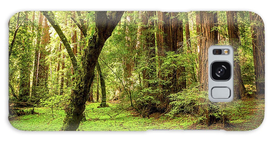 Tranquility Galaxy Case featuring the photograph Muir Woods Forest by By Ryan Fernandez