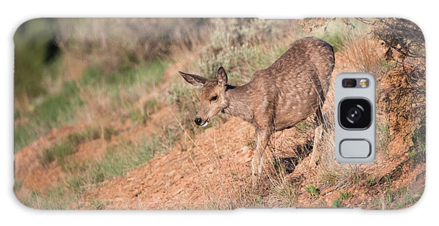 Mule Deer Of The Badlands 04 Galaxy Case featuring the photograph Mule Deer Of The Badlands 04 by Gordon Semmens
