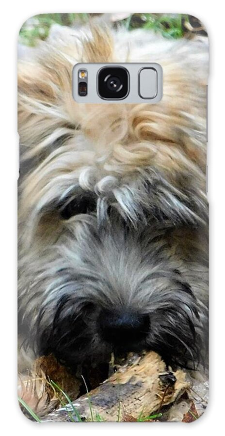 Wheaten Terrier Puppy Galaxy Case featuring the photograph - My stick by THERESA Nye