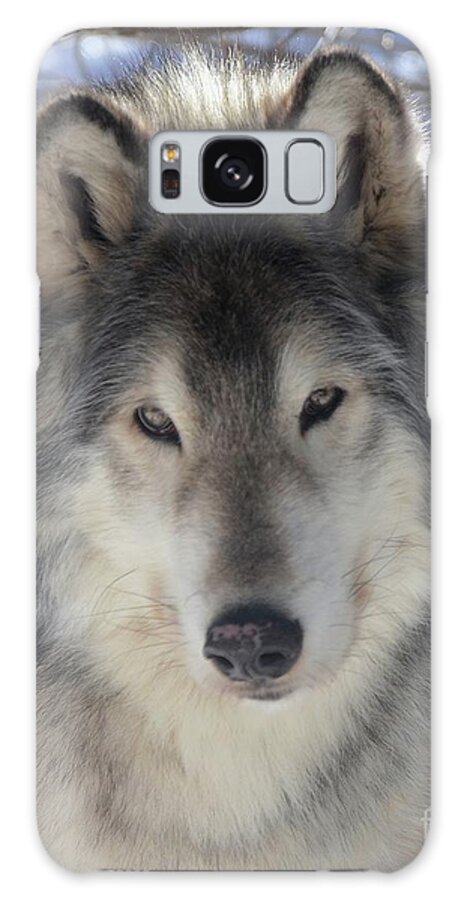 Wolves Wolf Wolf Dogs Animals Wildlife Galaxy Case featuring the photograph Nashoba 2 by Robert Buderman