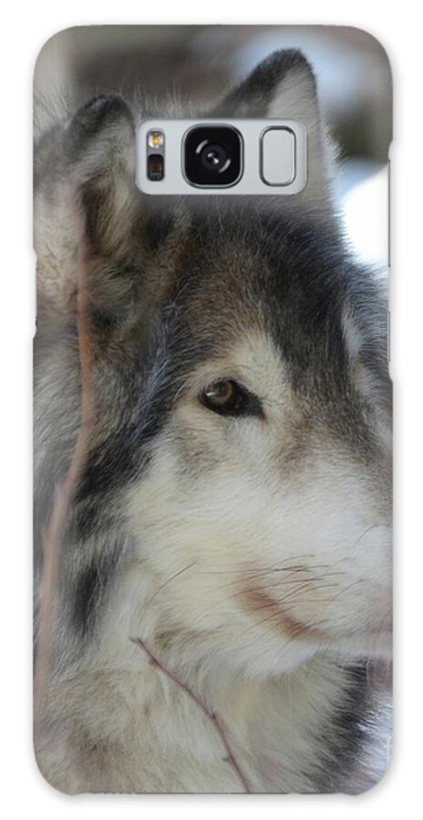 Wolf Wolves Wolf Dogs Animals Wildlife Galaxy Case featuring the photograph Nashoba 3 by Robert Buderman
