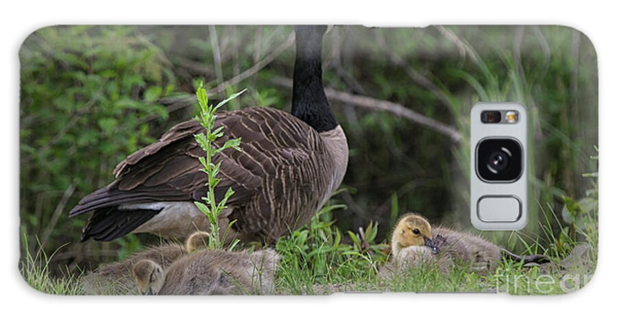 Canadian Geese And Goslings Galaxy Case featuring the photograph Nature's Gift by Mary Lou Chmura