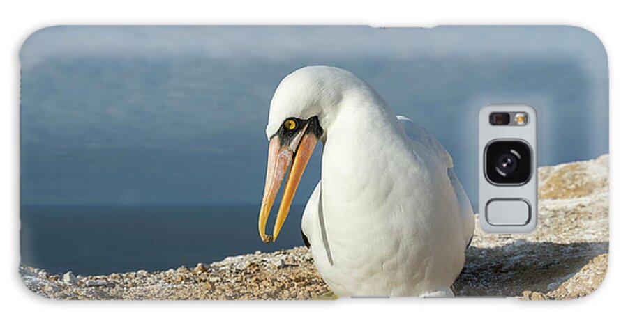 Animals Galaxy Case featuring the photograph Nazca Booby Brooding Eggs by Tui De Roy