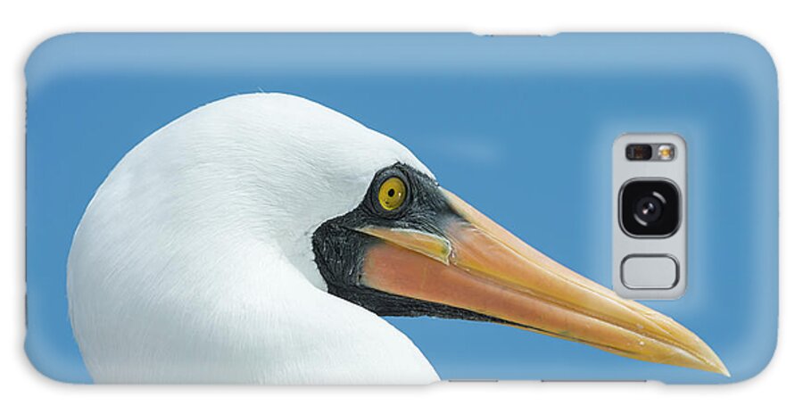 Animals Galaxy Case featuring the photograph Nazca Booby In Profile by Tui De Roy