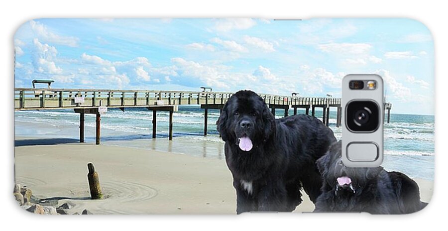 Newfies Galaxy Case featuring the photograph Newfies On St Augustine Beach by Philip And Robbie Bracco
