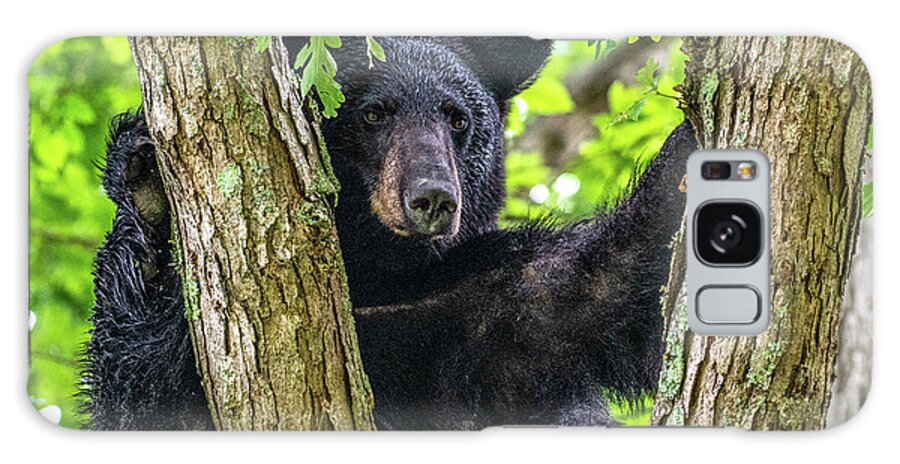 American Black Bear Galaxy Case featuring the photograph Not All Bears Are Created Equal by Marcy Wielfaert
