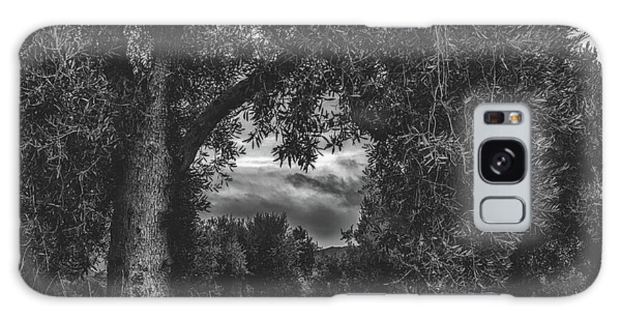 Olive Trees Galaxy Case featuring the photograph Olive Tree Grove #2 by Mountain Dreams