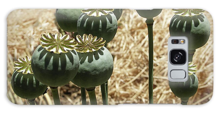 Mendocino Galaxy Case featuring the photograph Opium Poppy Pods by Mendocino Coast Films