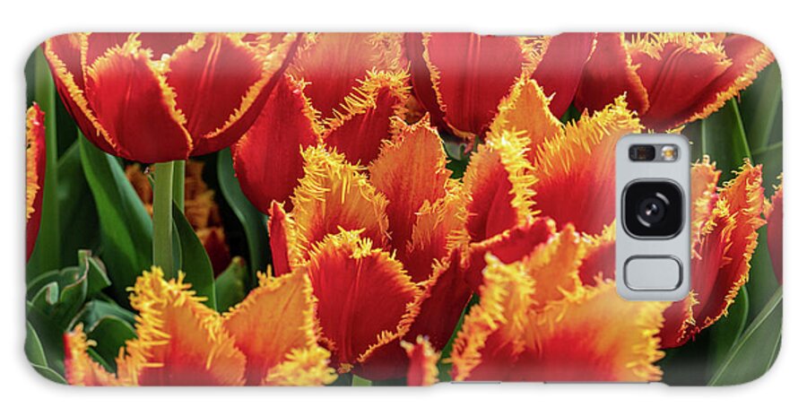 Flowers Galaxy Case featuring the photograph Orange Fringe Tulips by Louis Dallara