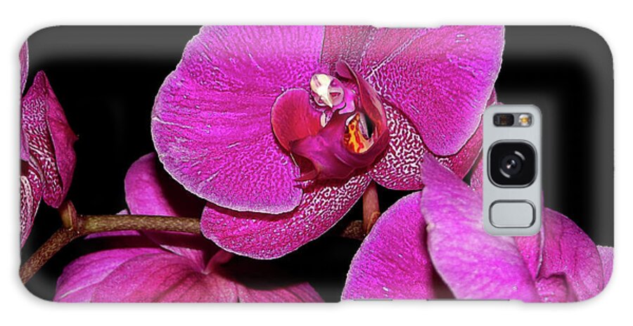 Farmboyzim Galaxy Case featuring the photograph Orchids 1 by Harold Zimmer