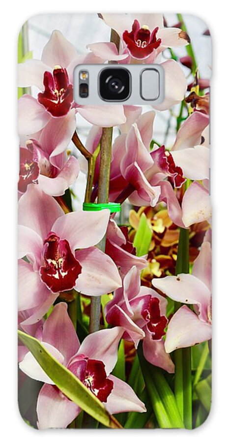 Flowers Galaxy Case featuring the photograph Pink Cymbidium Orchids II by Bnte Creations