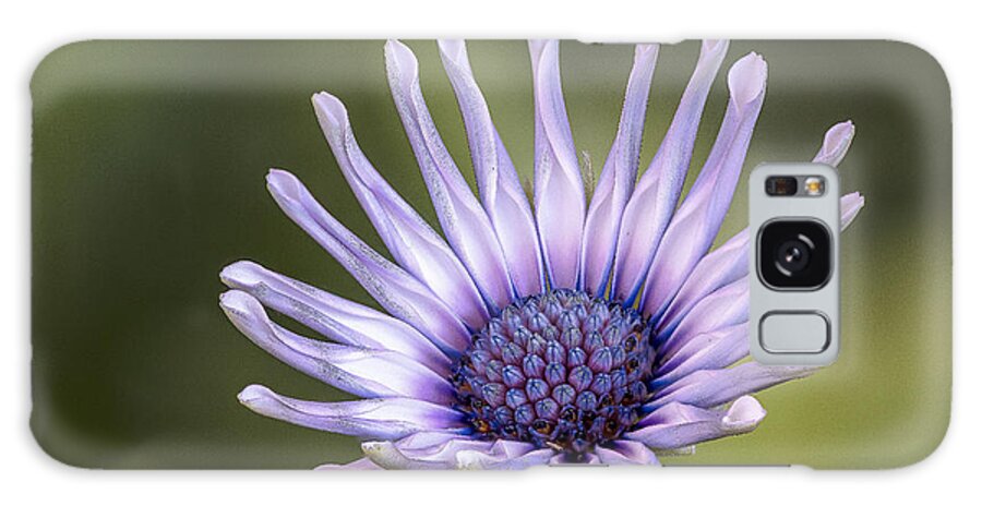 Daisy Galaxy S8 Case featuring the photograph Osteospermum by Fred J Lord
