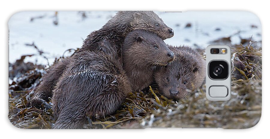 Otter Galaxy Case featuring the photograph Otter Family Together by Pete Walkden