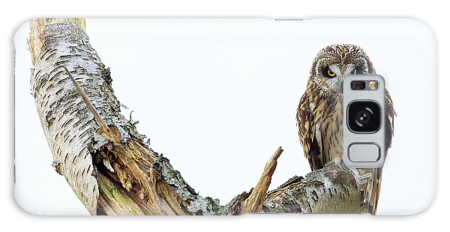 Eide Road Galaxy Case featuring the photograph Owl on Tree Stump by Briand Sanderson