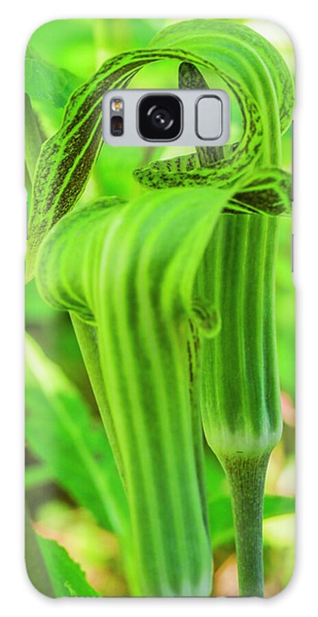 Devon Galaxy Case featuring the photograph Pair Of Jack In The Pulpit Plants by Julie Eggers