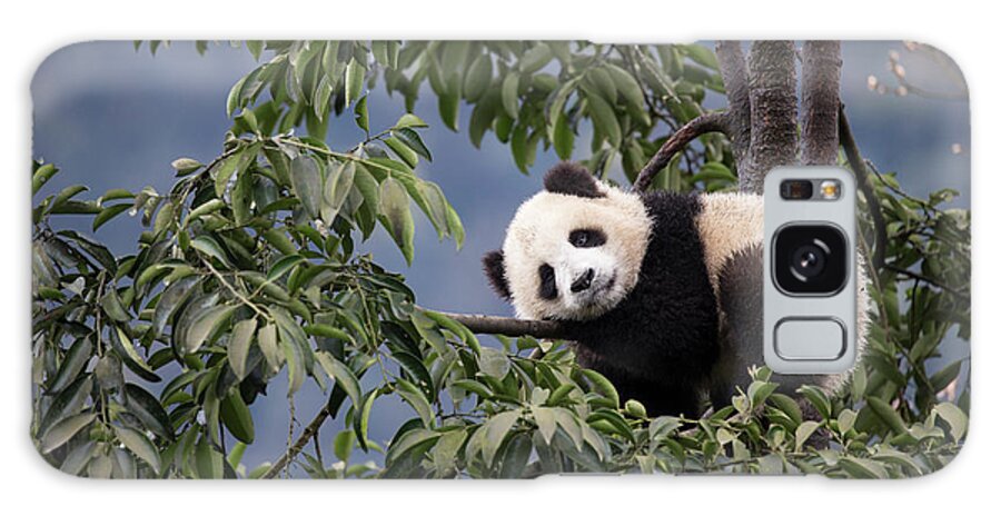 Giant Panda Cub In Tree Throw Pillow by Suzi Eszterhas - Fine Art America