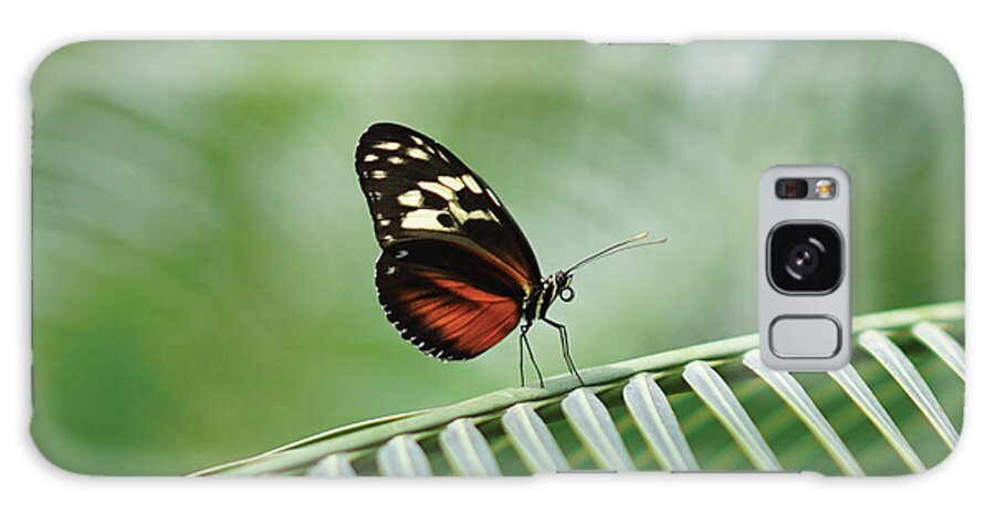 Butterfly Galaxy Case featuring the photograph Peaceful Beauty by Christine Chin-Fook