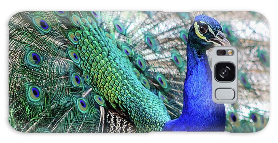 2017 Galaxy Case featuring the photograph Peacock by KC Hulsman