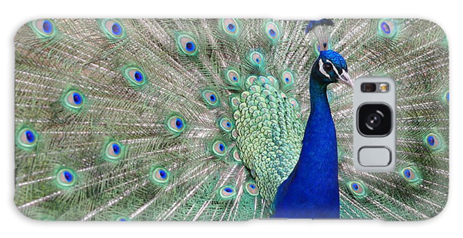 Animal Themes Galaxy Case featuring the photograph Peacock Showing Off by Adrienne Bresnahan
