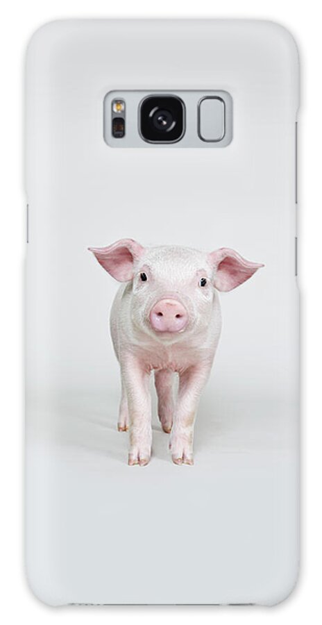 Pig Galaxy Case featuring the photograph Piglet, Studio Shot by Hudzilla