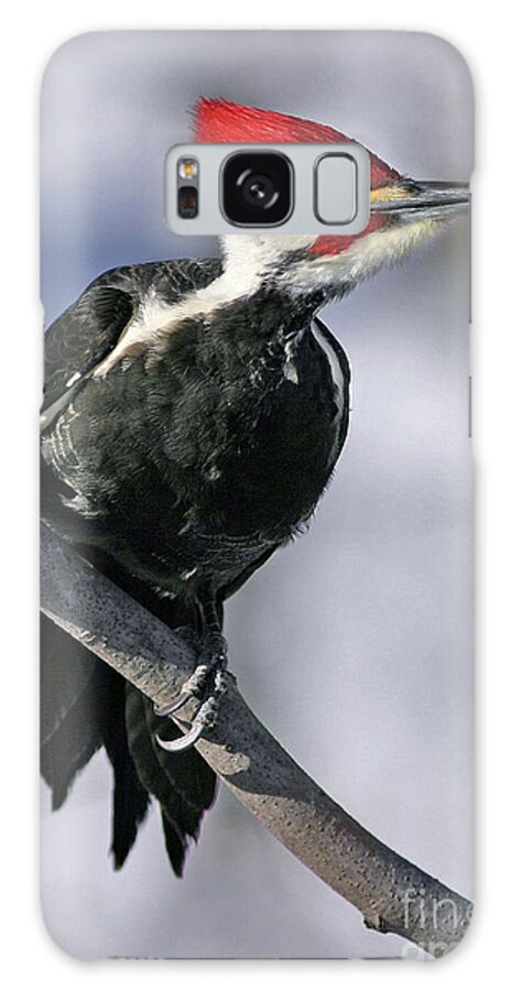 Pileated Woodpecker Galaxy Case featuring the photograph Pileated Woodpecker by Art Cole