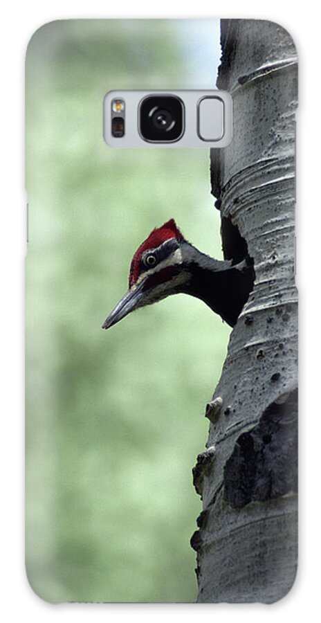 Animal Themes Galaxy Case featuring the photograph Pileated Woodpecker Dryocopus Pileatus by Art Wolfe