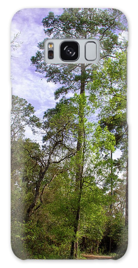 Tree Pine Nature Galaxy Case featuring the photograph Pine Tree by Rocco Silvestri