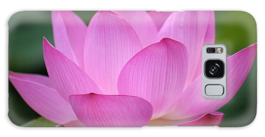 Petal Galaxy Case featuring the photograph Pink Backlit Lotus - Largest Collection by Narcisa