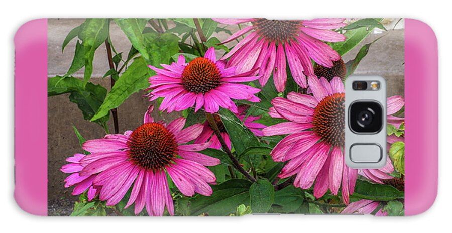 Pink Galaxy Case featuring the photograph Pink Cone Flowers by James C Richardson