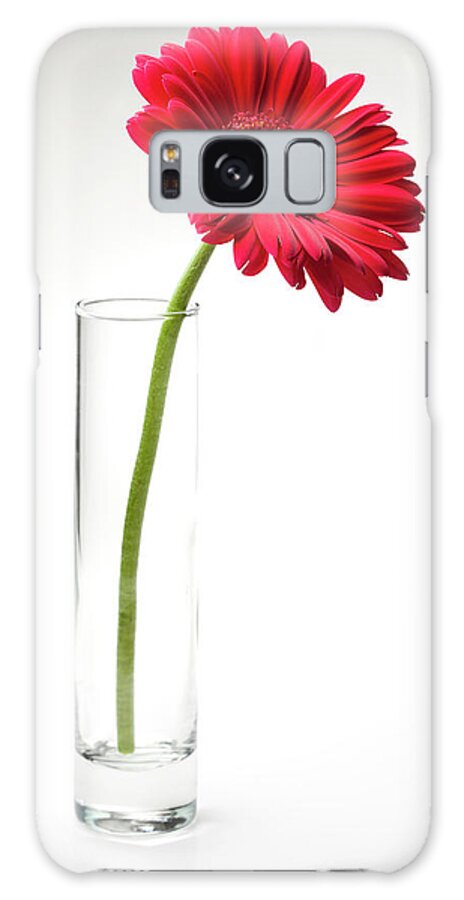 White Background Galaxy Case featuring the photograph Pink Gerbera Daisy In A Glass Vase by Jill Fromer